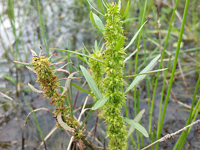 금소리쟁이 사진 - Rumex maritimus L. Photos