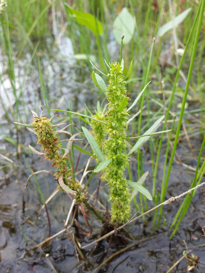 금소리쟁이 - Rumex maritimus L.