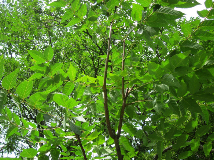 가죽나무 - Tree of Heaven, Ailanthus altissima (Mill.) Swingle for. altissima