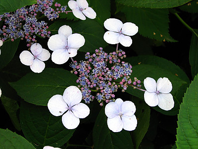 탐라산수국 사진 - Hydrangea serrata Ser. for. fertilis Nakai Photos