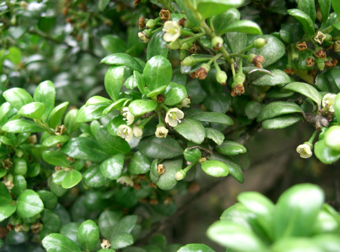 꽝꽝나무 - Ilex crenata Thunb. var. crenata