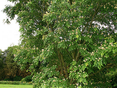 다릅나무 사진 - Maackia amurensis Rupr. & Maxim. var. amurensis Photos