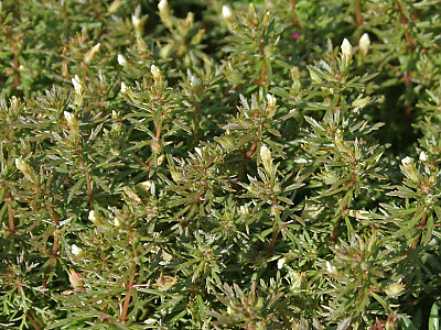 구와말 사진 - Limnophila sessiliflora (Vahl) Blume Photos