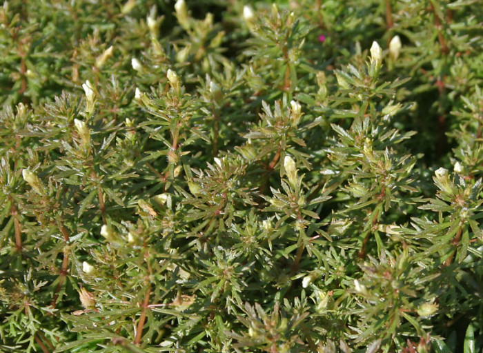 구와말 - Limnophila sessiliflora (Vahl) Blume