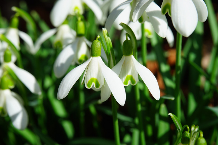 스노우드롭 - Snowdrop, Gay flower, Galanthus nivalis