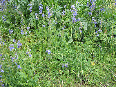 꽃고비 사진 - Polemonium caeruleum (Regel) Kitam. Photos