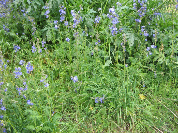 꽃고비 - Polemonium caeruleum (Regel) Kitam.