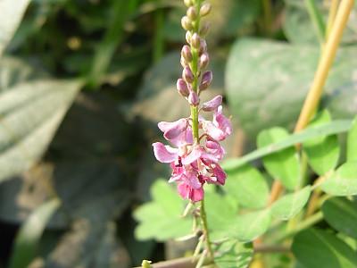 낭아초 사진 - Indigofera pseudotinctoria Matsum. Photos