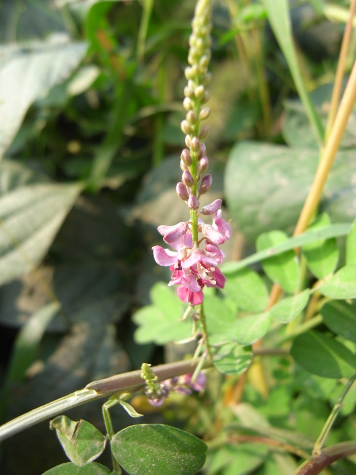 낭아초 - Indigofera pseudotinctoria Matsum.