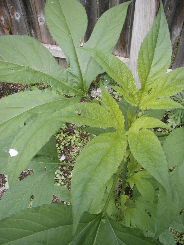 단풍잎돼지풀 - Ambrosia trifida L. var. trifida