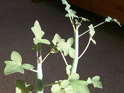 칠보수 사진 - Senecio articulatus Photos