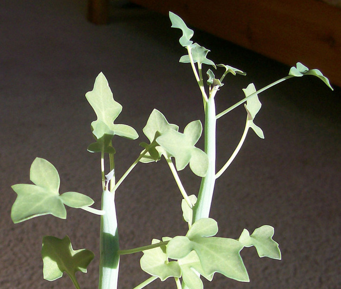 칠보수 - Senecio articulatus