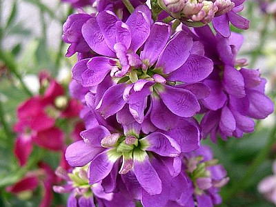마티올라 사진 - Matthiola incana Photos