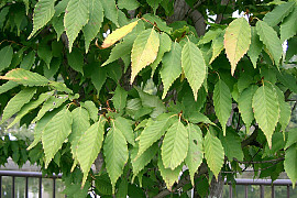 개서어나무 - Carpinus tschonoskii Maxim. var. tschonoskii