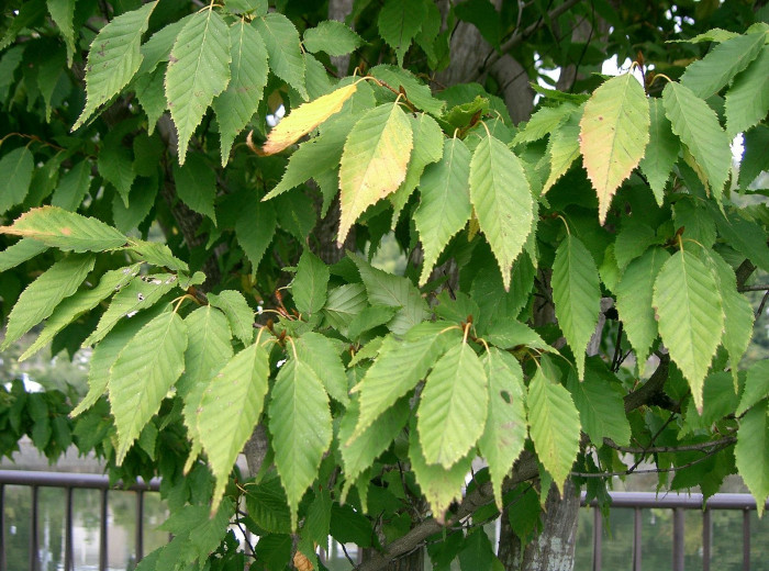 개서어나무 - Carpinus tschonoskii Maxim. var. tschonoskii