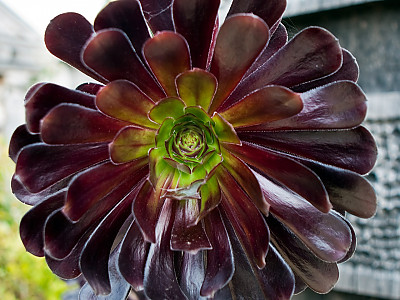 흑법사 사진 - Aeonium arboreum Photos