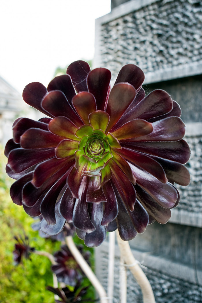 흑법사 - atropurpureum, Aeonium arboreum