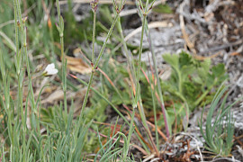 관모개미자리 - Arenaria capillaris Poir.