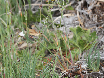 관모개미자리 사진 - Arenaria capillaris Poir. Photos