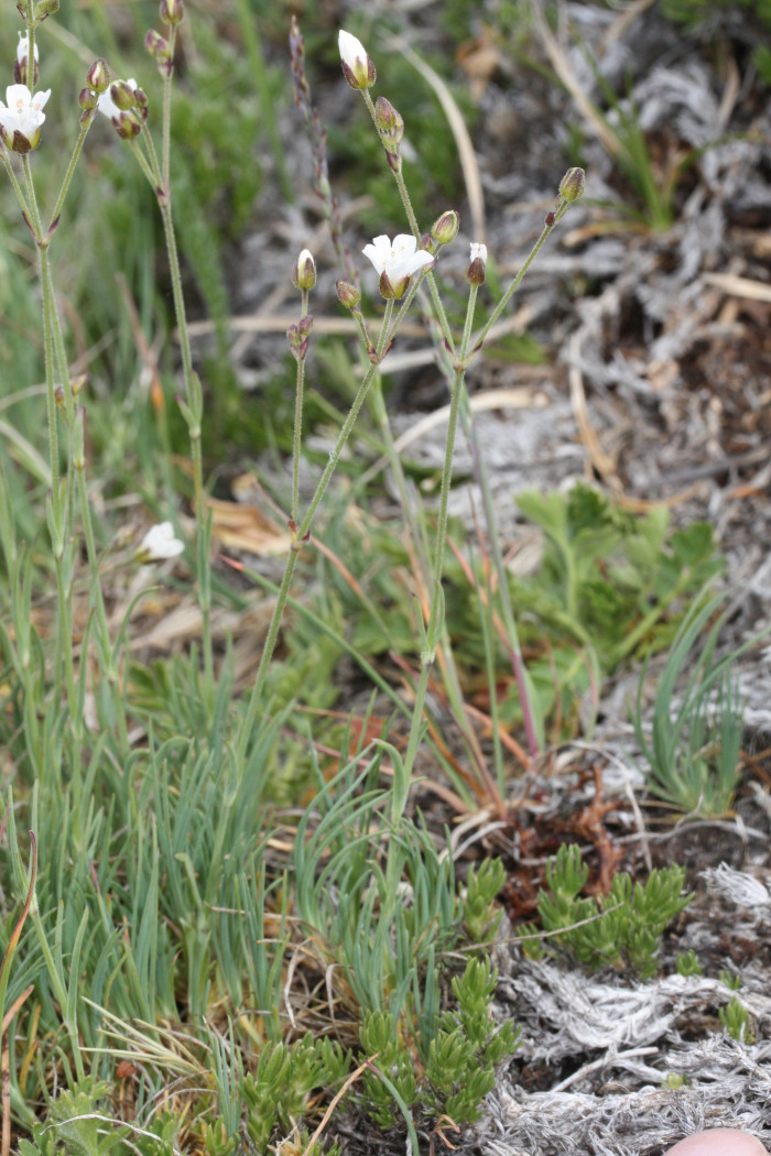 관모개미자리 - Arenaria capillaris Poir.