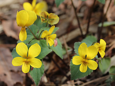 노랑제비꽃 사진 - Viola orientalis (Maxim.) W.Becker Photos