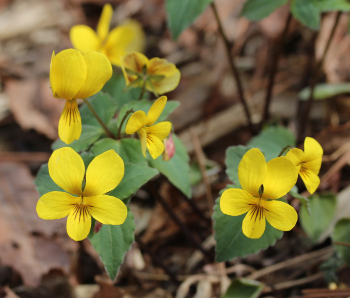 노랑제비꽃 - Viola orientalis (Maxim.) W.Becker