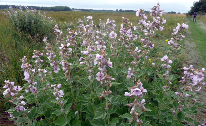 머쉬 말로우 - Marsh Mallow, Alhaea Officinalis