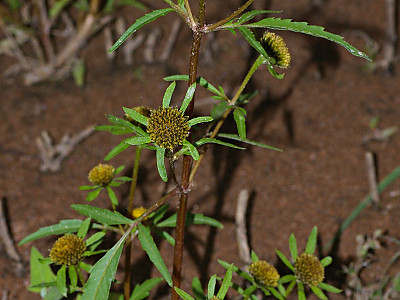 구와가막사리 사진 - Bidens radiata var. pinnatifida (Turcz. ex DC.) Kitam. Photos