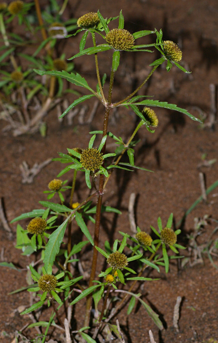 구와가막사리 - Bidens radiata var. pinnatifida (Turcz. ex DC.) Kitam.