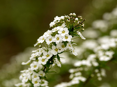 알리섬 사진 - Lobularia maritima Photos