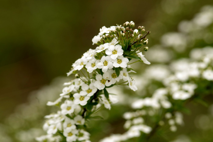 알리섬 - Sweet alyssum,  Sweet alison, Lobularia maritima