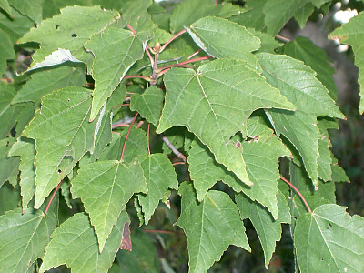 꽃단풍 사진 - Acer pycnanthum Koch Photos