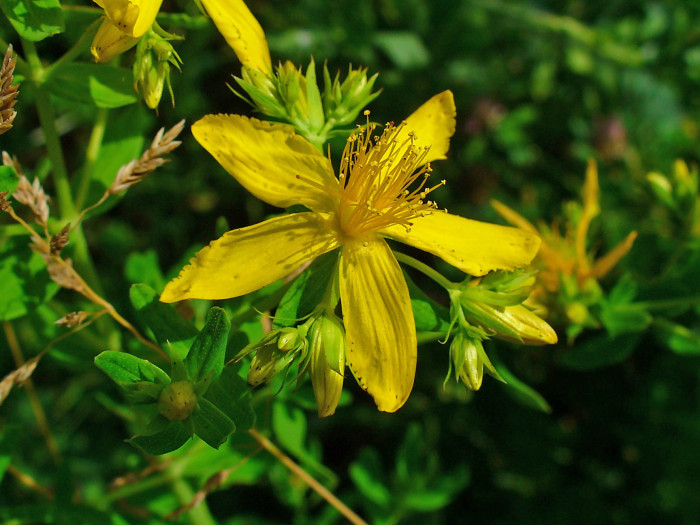 서양고추나물 - Hypericum perforatum L.