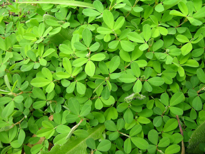 매듭풀 - japan clover, Kummerowia striata