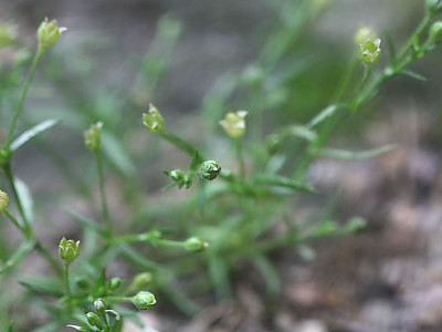 개미자리 사진 - Sagina japonica (Sw.) Ohwi Photos