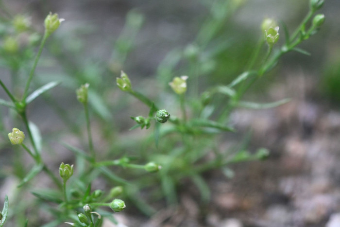 개미자리 - Sagina japonica (Sw.) Ohwi