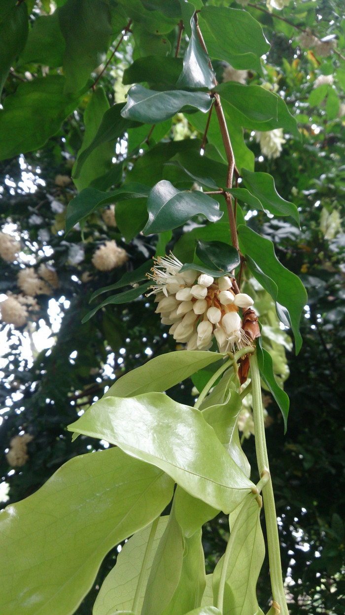 비둘기나무 - Handkerchief tree, Maniltoa browneoides