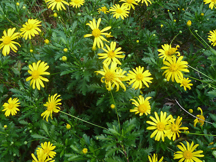마가렛 - Chrysanthemum frutescens L.