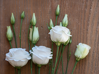 리시안서스 사진 - Eustoma grandiflorum (Raf.) Shinn, Photos