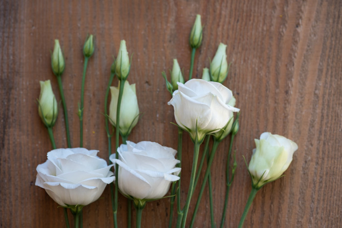 리시안서스 - Eustoma Lisianthus, Eustoma grandiflorum (Raf.) Shinn,