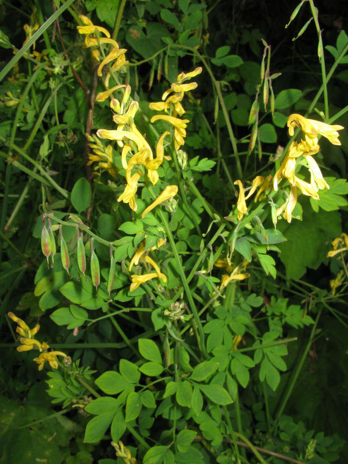 가는괴불주머니 - Corydalis raddeana Regel