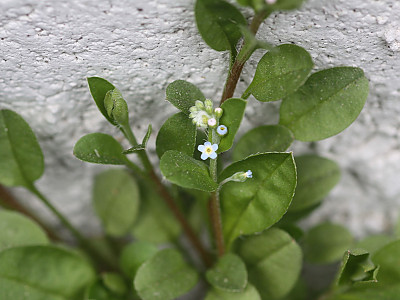 꽃마리 사진 - Trigonotis peduncularis (Trevir.) Benth. ex Hemsl. Photos