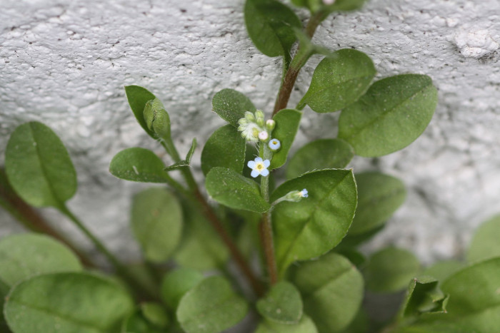 꽃마리 - Trigonotis peduncularis (Trevir.) Benth. ex Hemsl.