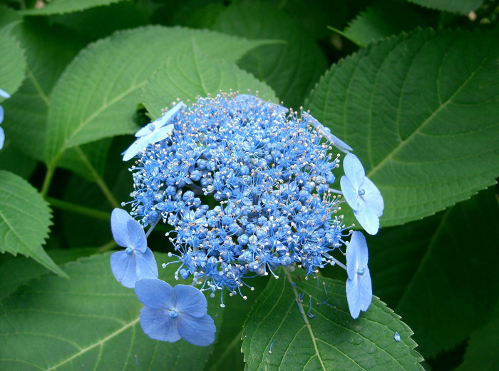 탐라산수국 - Hydrangea serrata Ser. for. fertilis Nakai