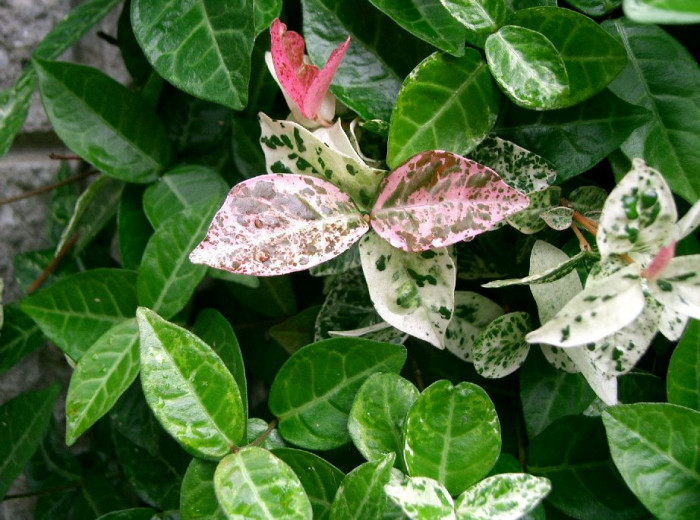 마삭줄 - Chines Jasmin, Trachelospermum asiaticum var. intermedium