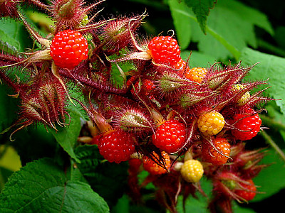 곰딸기 사진 - Rubus phoenicolasius Maxim. for. phoenicolasius Photos