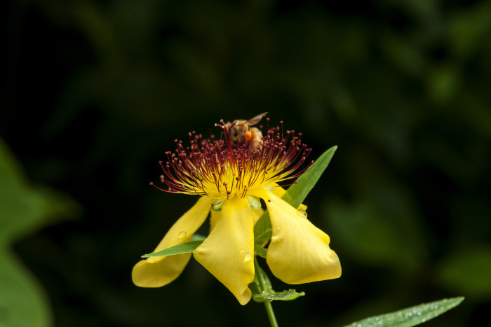 큰물레나물 - Hypericum ascyron L. var. logistylum Maxim.