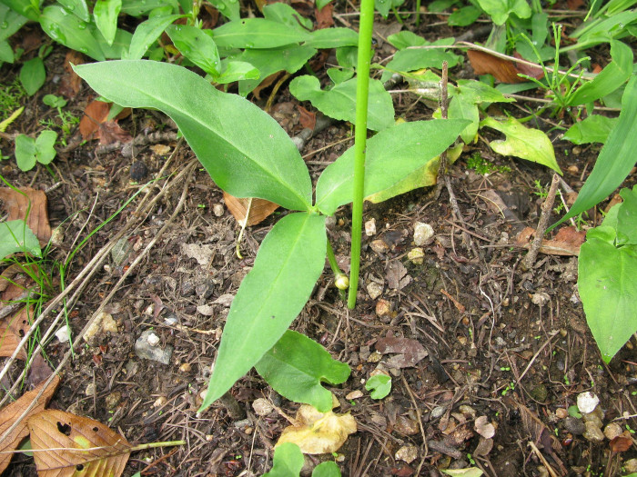 반하 - Pinellia ternata (Thunb.) Breitenb.