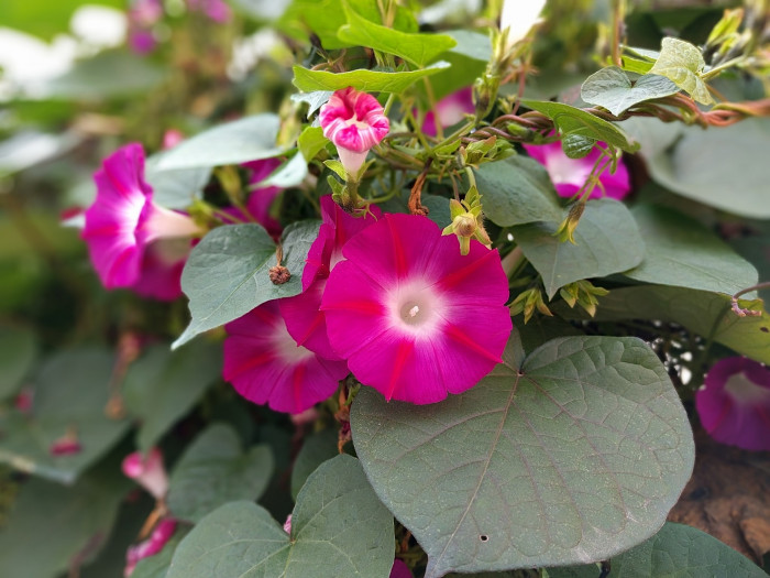 나팔꽃 - morning glory, Pharbitis nil (L.) Choisy