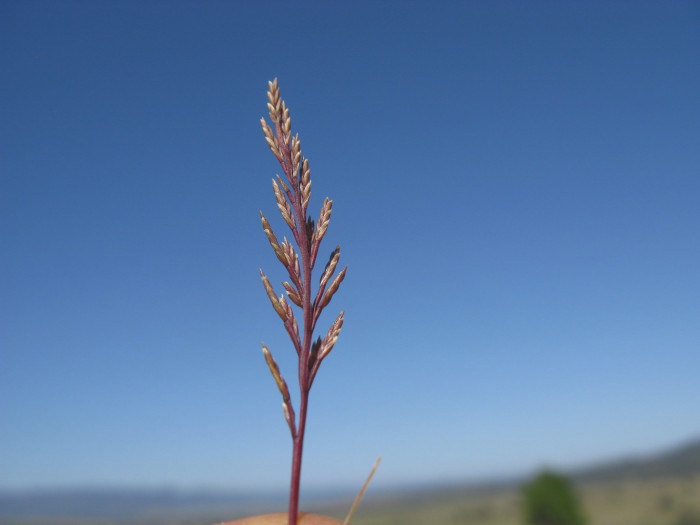 고사리새 - Catapodium rigidum (L.) C.E.Hubb.